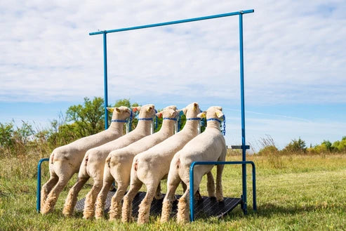 Sydell 5-Head Show Rail | #0740-5COMP / #0740-5 / #0741-5 / #0742 | Size 76" x 46" | For Sheep & Goats