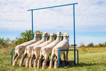 Sydell 5-Head Show Rail | #0740-5COMP / #0740-5 / #0741-5 / #0742 | Size 76" x 46" | For Sheep & Goats