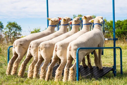 Sydell 5-Head Show Rail | #0740-5COMP / #0740-5 / #0741-5 / #0742 | Size 76" x 46" | For Sheep & Goats