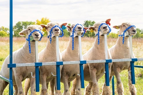 Sydell 5-Head Show Rail | #0740-5COMP / #0740-5 / #0741-5 / #0742 | Size 76" x 46" | For Sheep & Goats