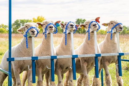 Sydell 5-Head Show Rail | #0740-5COMP / #0740-5 / #0741-5 / #0742 | Size 76" x 46" | For Sheep & Goats