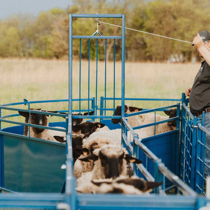 Sydell Complete Corral Working System B | #0992 | 34'6" L x 14" W | For Sheep & Goat Handling System