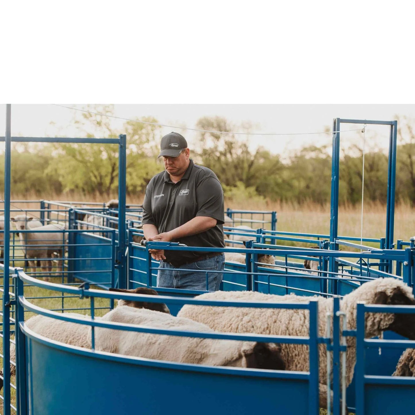 Sydell Complete Corral Working System B | #0992 | 34'6" L x 14" W | For Sheep & Goat Handling System