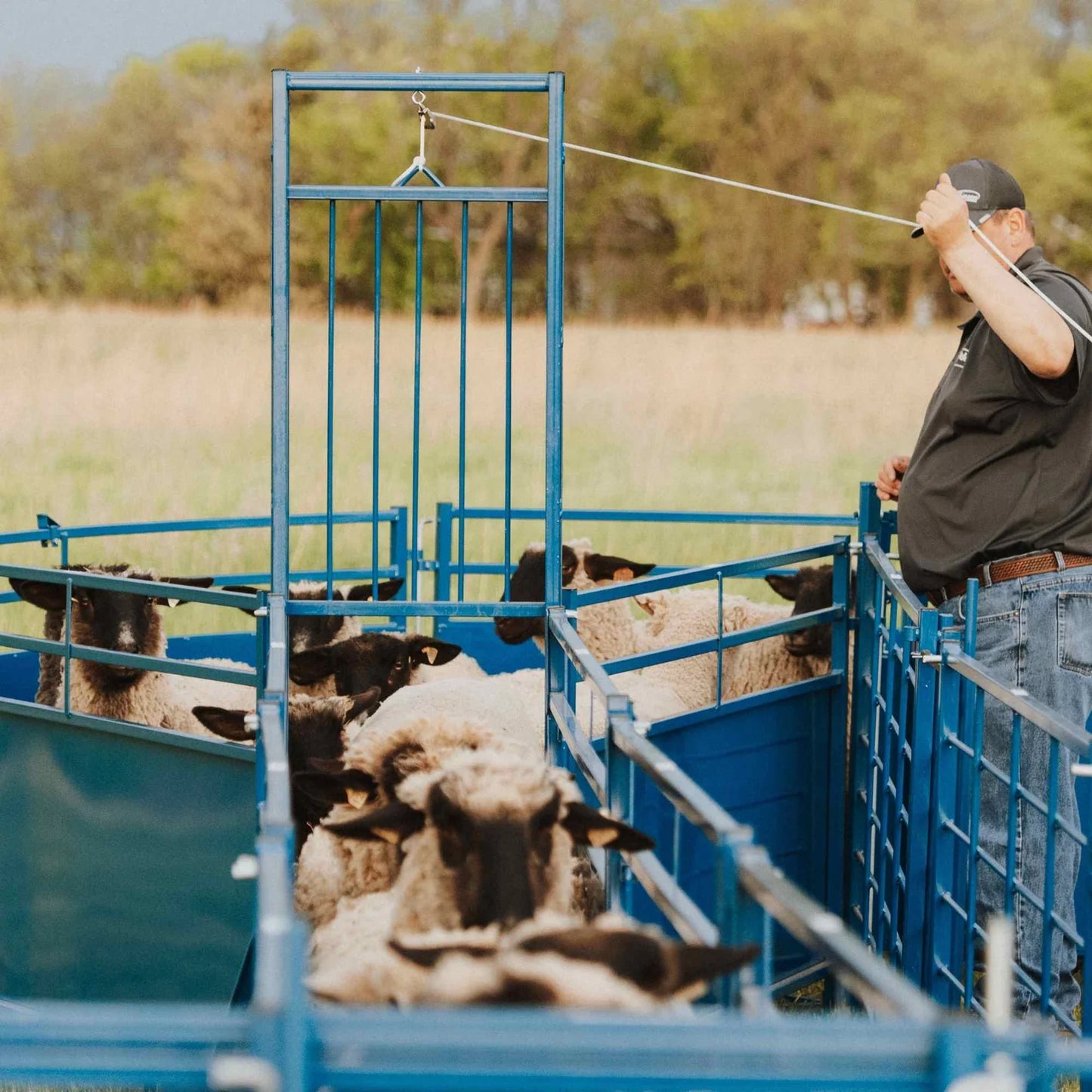 Sydell Tub Only | #0994TUB | 10'5" L x 7'1" W | For Sheep & Goat Handling Corral Systems
