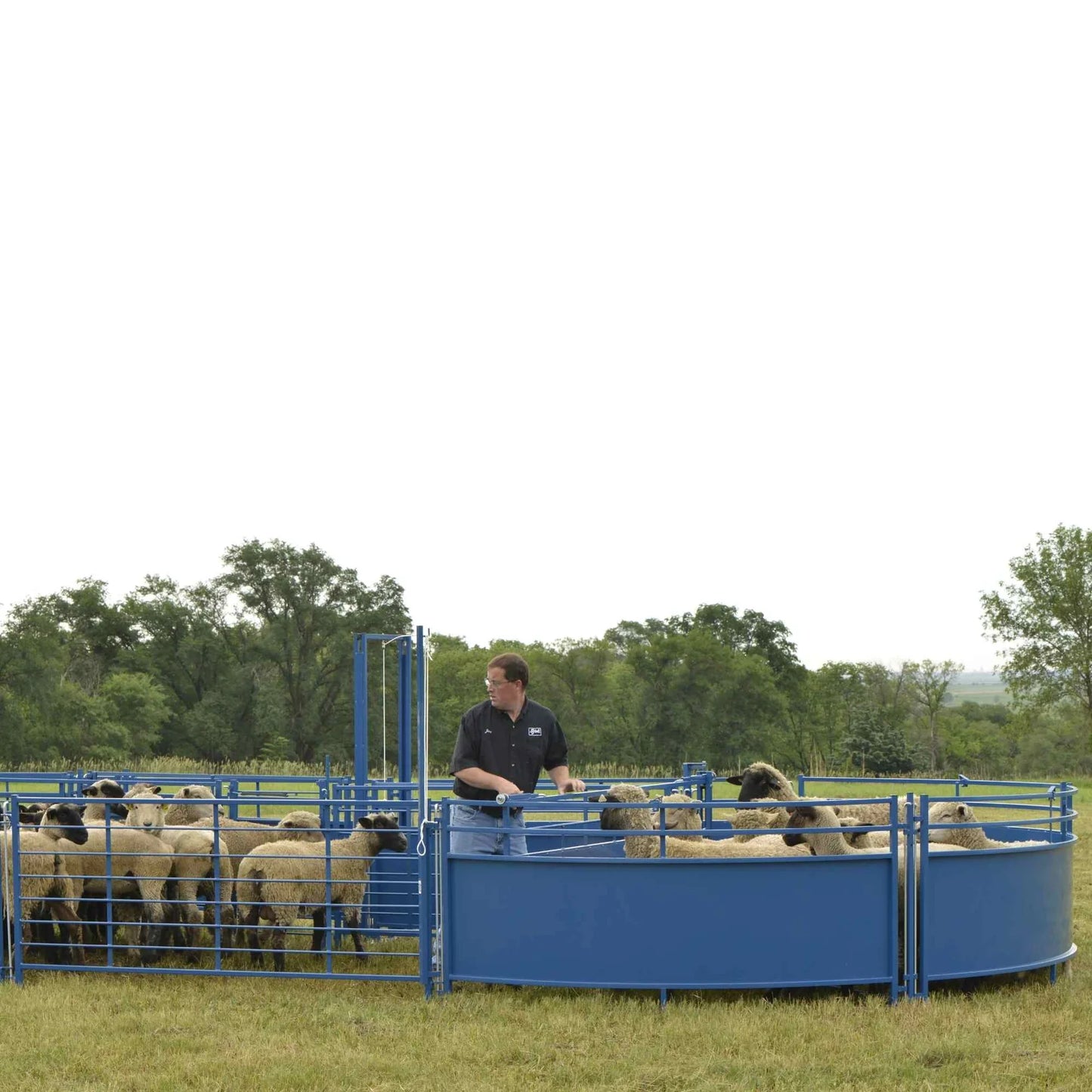 Sydell Corral Working System Tub | #0989TUB | 13'6" L x 7'8" W | For Sheep & Goat Handling