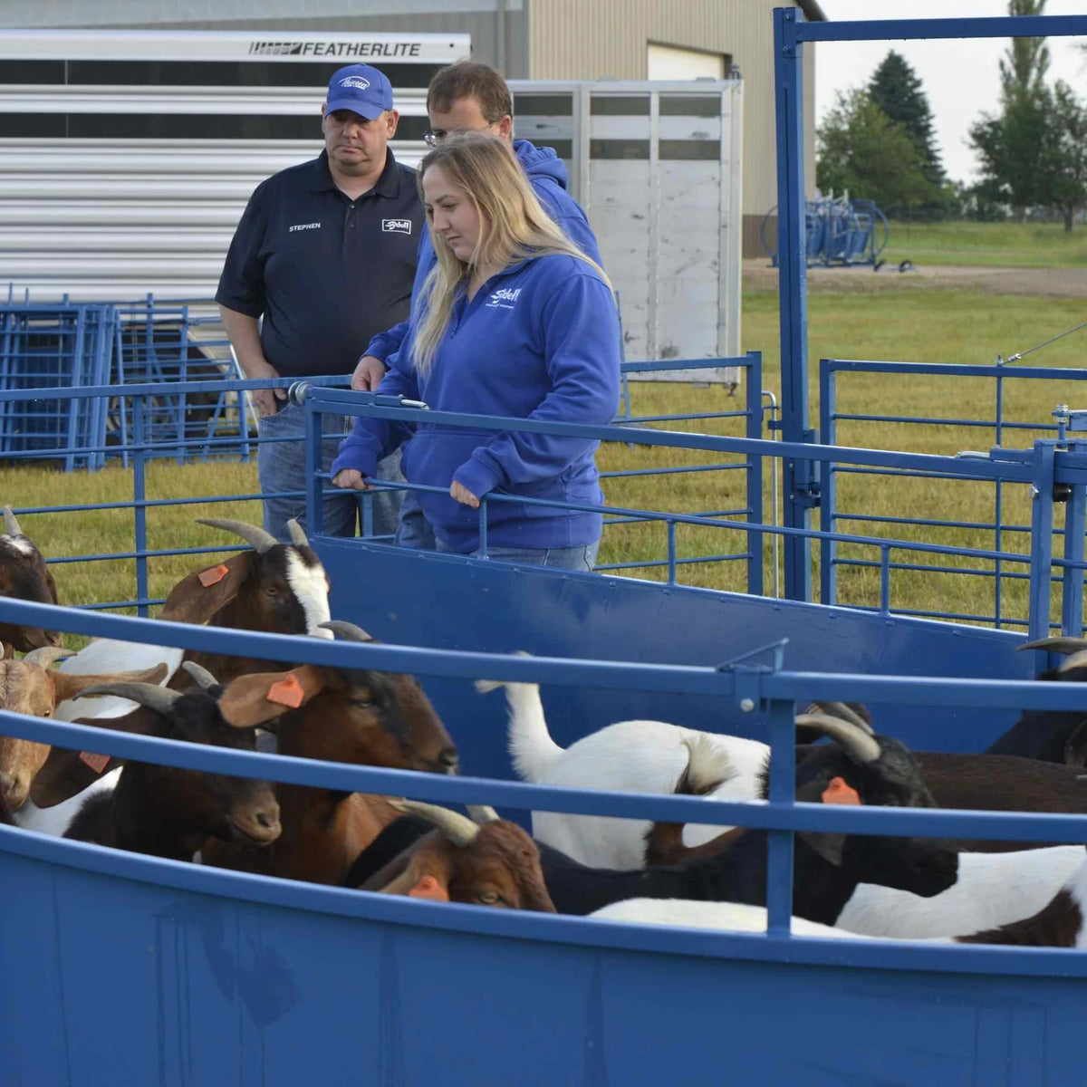 Sydell Complete Corral Working System B | #0992 | 34'6" L x 14" W | For Sheep & Goat Handling System