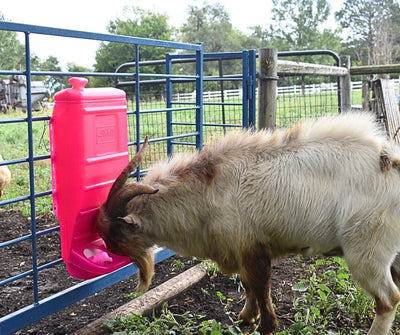 Sydell Pink Poly Mineral & Grain Feeder | #1012 | Capacity 25 lb | For Sheep, Goats & Small Livestock