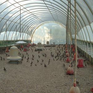 FarmTek ClearSpan Colossal Chick-Inn Chicken Hutch Building System