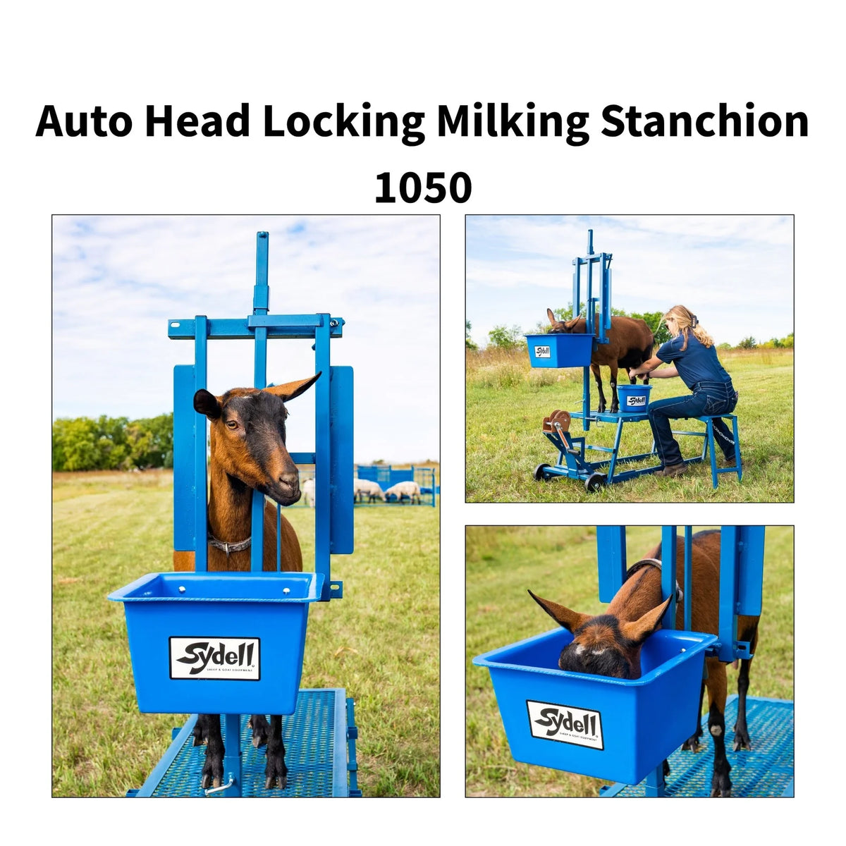 Sydell Auto Head Locking Milking Stanchion | #1050B | Extension 24" | For Sheep & Goat Milking Stand