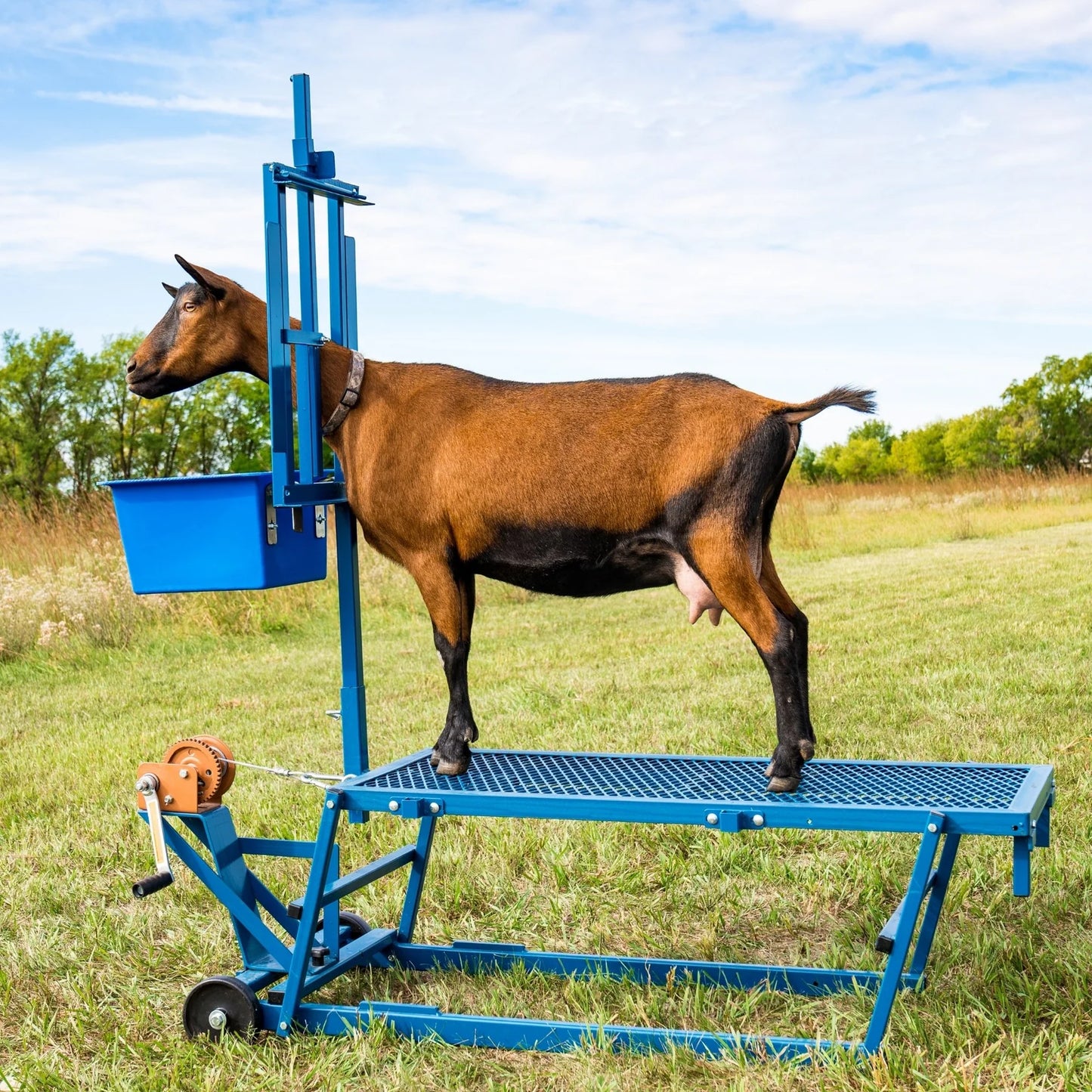 Sydell Milking Stanchion Only For Sheep & Goats | #1050 | 7.5" Width | Dairy & Livestock Pens