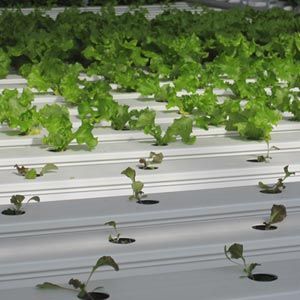 FarmTek HydroCycle 4" Pro NFT Hydroponic Lettuce Growing Systems