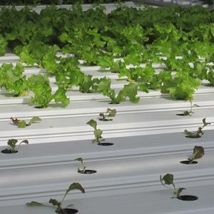 FarmTek HydroCycle 4" Pro NFT Lettuce Growing System | Compact Hydroponic Setup For High-Yield Leafy Greens