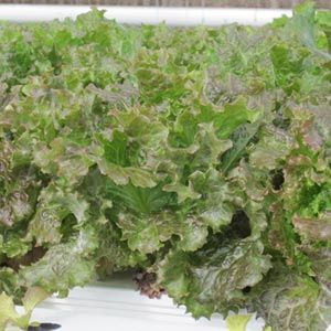 FarmTek HydroCycle 4" Pro NFT Hydroponic Lettuce Growing Systems