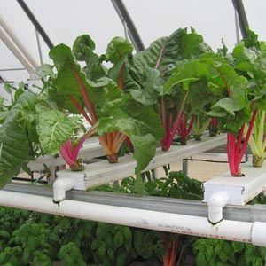 FarmTek HydroCycle 4" Pro NFT Hydroponic Lettuce Growing Systems