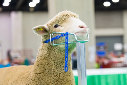 Sydell H.A.S.S. Stand | #0710 | Size 15" x 22" x 54" | Heavy-Duty Show Stand | For Sheep & Goats