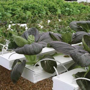 FarmTek HydroCycle Commercial 6" NFT Lettuce Growing Systems For Indoor Farming