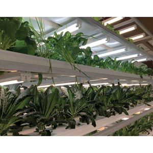 FarmTek HydroCycle Vertical Farming NFT Lettuce & Herb Systems