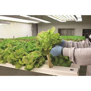 FarmTek HydroCycle Commercial 6" NFT | Growing Systems For Indoor Farming