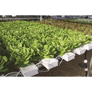 FarmTek HydroCycle Commercial 6" NFT  Growing Systems For Indoor Farming