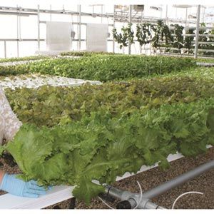 FarmTek HydroCycle Commercial 6" NFT  Growing Systems For Indoor Farming