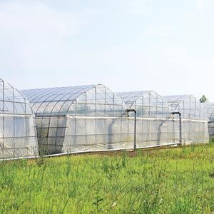 FarmTek GrowSpan Gothic Multi-Bay Greenhouse System Durable , Robust Steel Frame, Ideal For Crop Protection