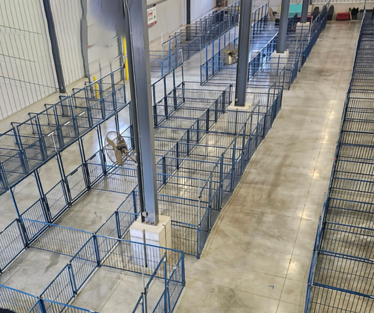 Sydell Multi-Species Arched Front Gate | FPEV4A4 &FPEV5A5 | Width 48" To 72" | For Livestock Show Pens