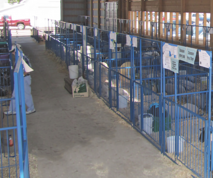 Sydell Multi-Species Arched Front Gate | FPEV4A4 &FPEV5A5 | Width 48" To 72" | For Livestock Show Pens
