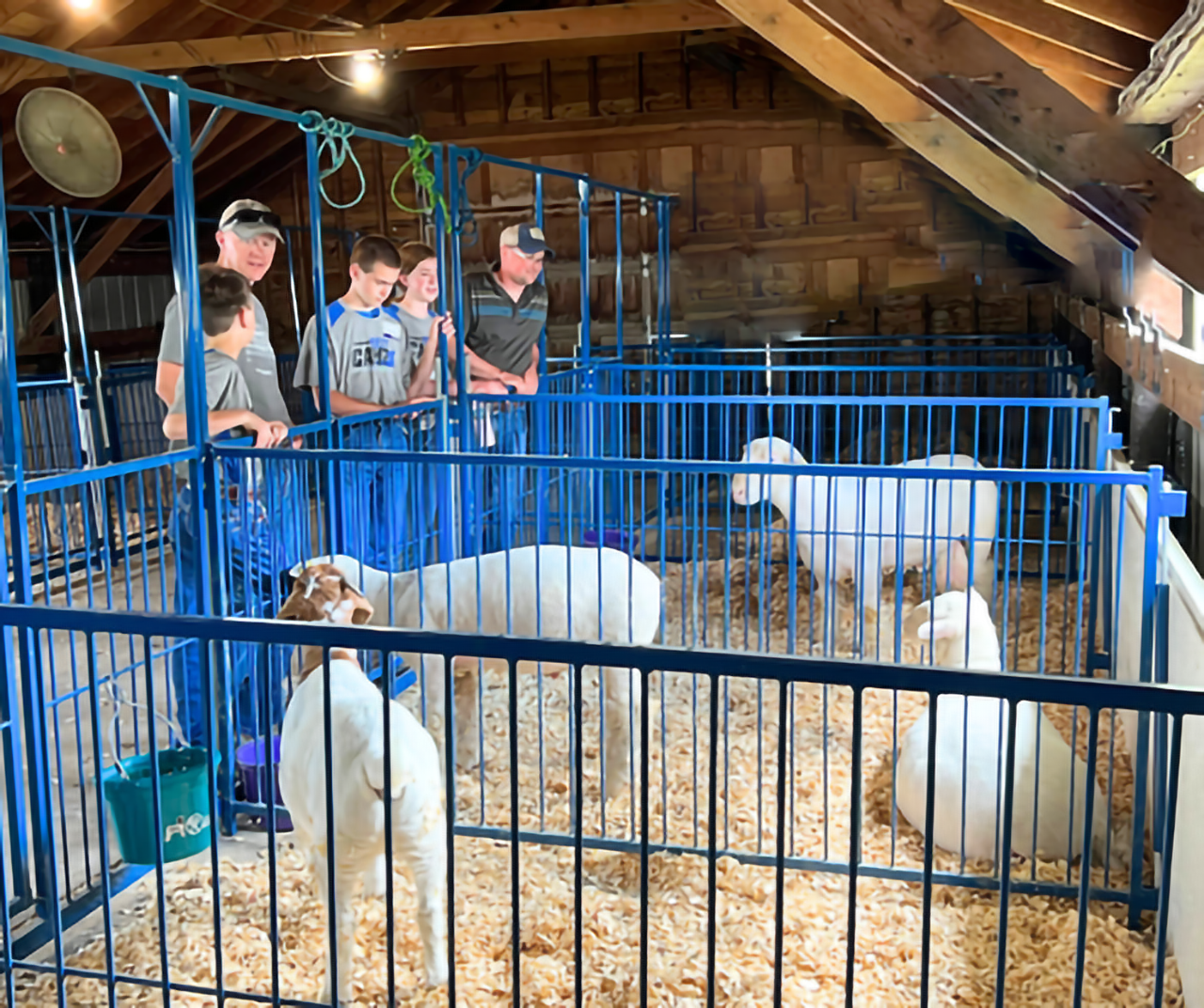 Sydell Multi-Species Vertical Fair Show Pen Panels | FPEV | 4'–10' Width | 42" Height | For Livestock
