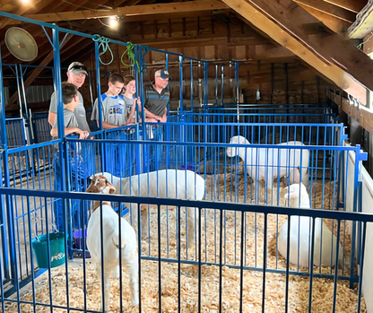 Sydell Multi-Species Arched Front Gate | FPEV4A4 &FPEV5A5 | Width 48" To 72" | For Livestock Show Pens