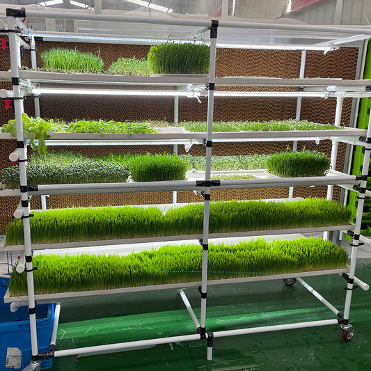 Lyine 6-2 Hydroponic Rack System with LED Light - Hydroponics Growing System |200 * W135* H190 |4 Trays x 6 Layers