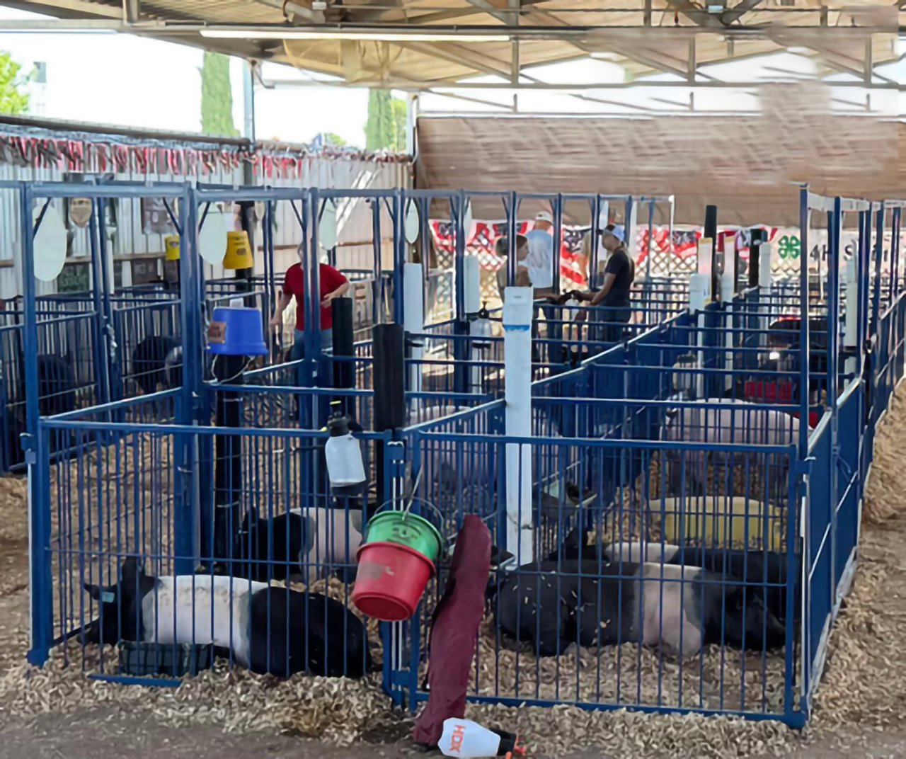 Sydell Multi-Species Arched Front Gate | FPEV4A4 &FPEV5A5 | Width 48" To 72" | For Livestock Show Pens