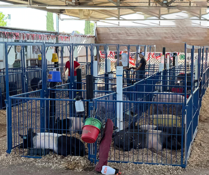 Sydell Multi-Species Arched Front Gate | FPEV4A4 &FPEV5A5 | Width 48" To 72" | For Livestock Show Pens