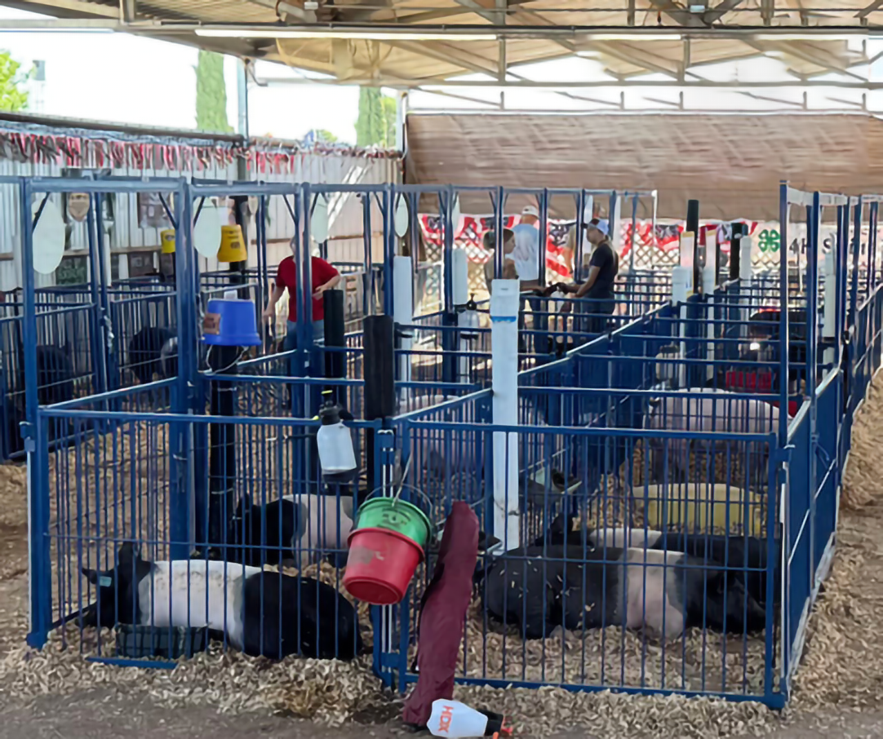 Sydell Multi-Species Vertical Fair Show Pen Panels | FPEV | 4'–10' Width | 42" Height | For Livestock