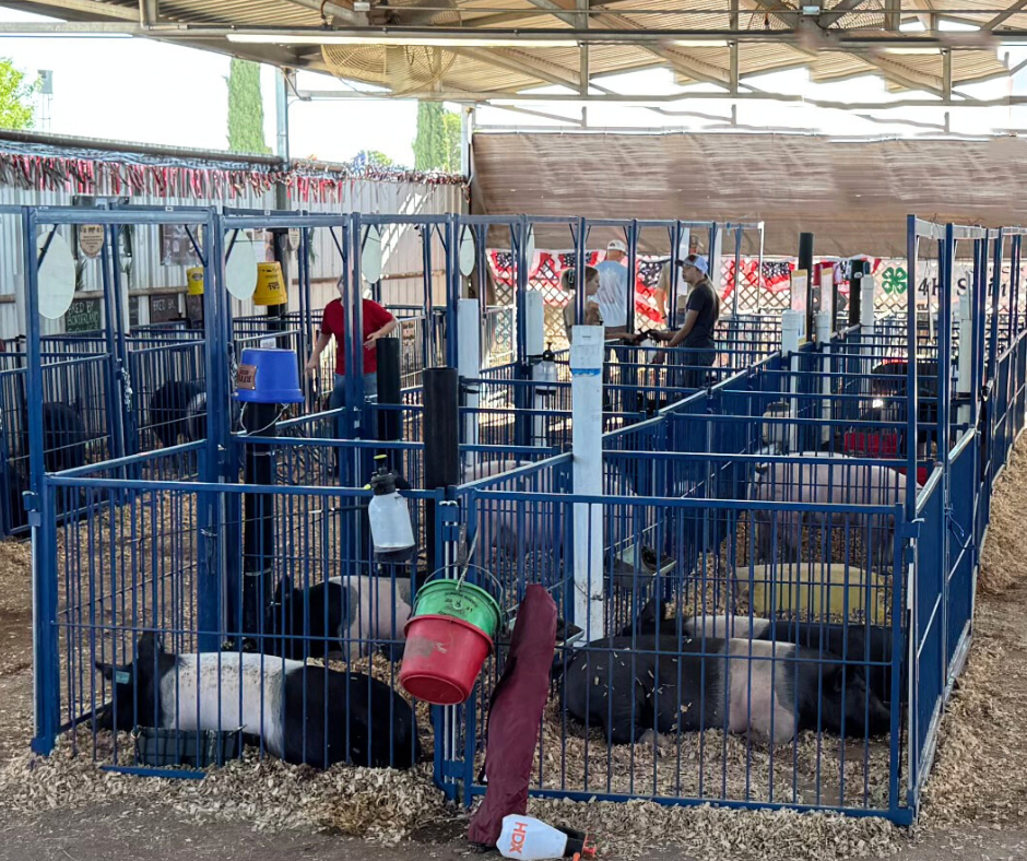 Sydell Vertical Fair Show Pen Panels | FPEV | Width 4' To 10' | For Multi-Species Livestock Pens