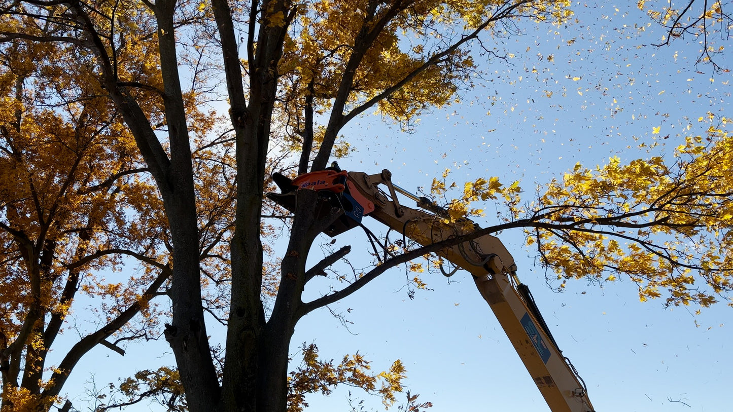 MDE Machinery | Tree Shear With Buncher | Model Koala 150T To Koala 550T | Cutting Capacity 6" To 21.5" Inches | Machine Size 1.5-40 Ton | For Excavator