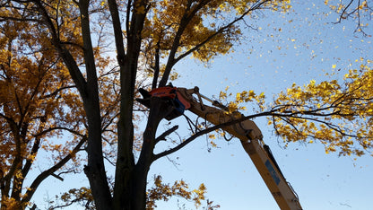 MDE Machinery | Tree Shear With Buncher | Model Koala 150T To Koala 550T | Cutting Capacity 6" To 21.5" Inches | Machine Size 1.5-40 Ton | For Excavator