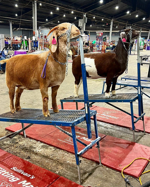 Sydell Fold-Up Fitting Stand | #0704 / #AL0704 | Size 20" x 48" | For Sheep & Goat Show Equipment