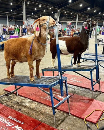 Sydell Fold-Up Fitting Stand | #0704 / #AL0704 | Size 20" x 48" | For Sheep & Goat Show Equipment