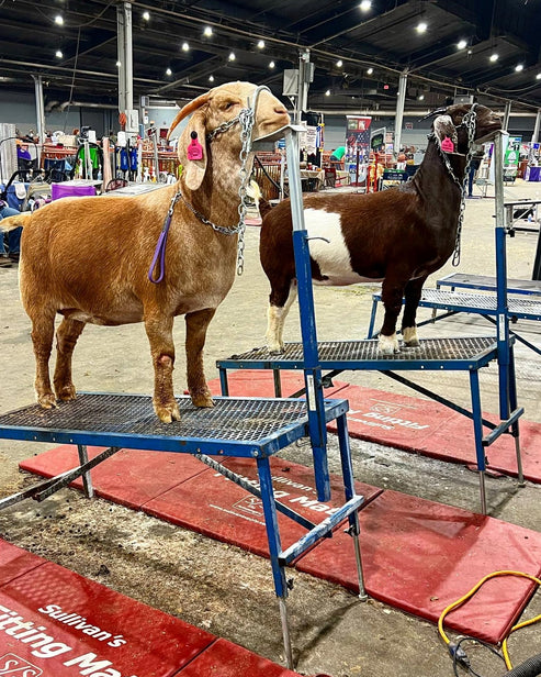 Sydell Fold-Up Fitting Stand | #0704 / #AL0704 | Size 20" x 48" | For Sheep & Goat Show Equipment
