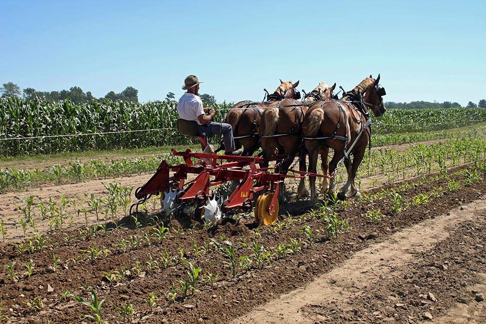 I&J Horse‑Drawn Riding Cultivators | 1, 2, 3, 4, & 6 Row | Shanks 8-21 | 8–20 HP | For Horse-Drawns