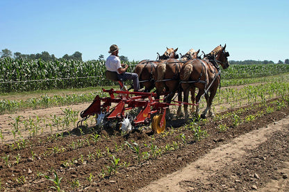 I&J Horse‑Drawn Riding Cultivators | 1, 2, 3, 4, & 6 Row | Shanks 8-21 | 8–20 HP | For Horse-Drawns