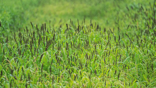 4S Advanced Wildlife Solutions HALO Duck Blend | 10 lbs | Premium Waterfowl Food Plot Seed | For Ducks & Geese