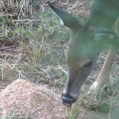 4S Advanced Wildlife Solutions Double Drop Attractant Block | Model I17112 | 25 lbs | Long‑Range Deer Feed & High‑Protein Attractant