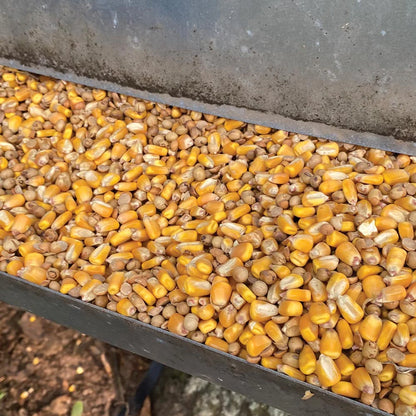4S Advanced Wildlife Solutions Roasted Raxx | Premium Deer Feed Mix | High-Protein Soybean & Corn | For All Feeders