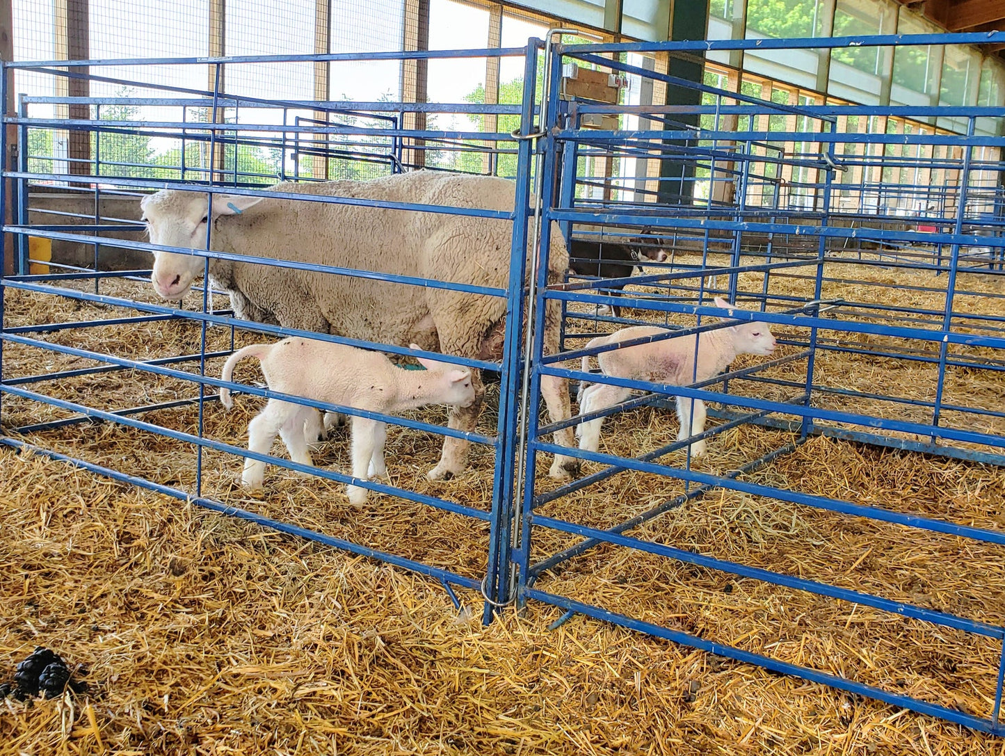 Sydell Folding Lambing & Kidding Pen Add-On | #0120B | 60–120 in Width | For Sheep & Goat Pens