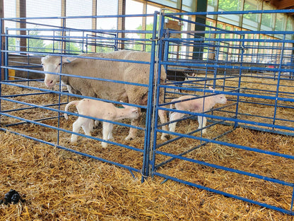 Sydell Folding Lambing & Kidding Pen Add-On | #0120B | 60–120 in Width | For Sheep & Goat Pens