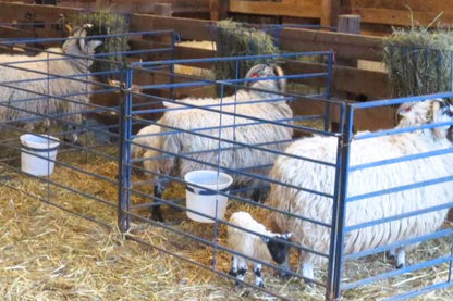 Sydell Double Folding Panels | #0650 | Width 5' | For Sheep & Goat Pens