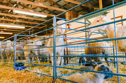Sydell Double Folding Panels | #0650 | Width 5' | For Sheep & Goat Pens