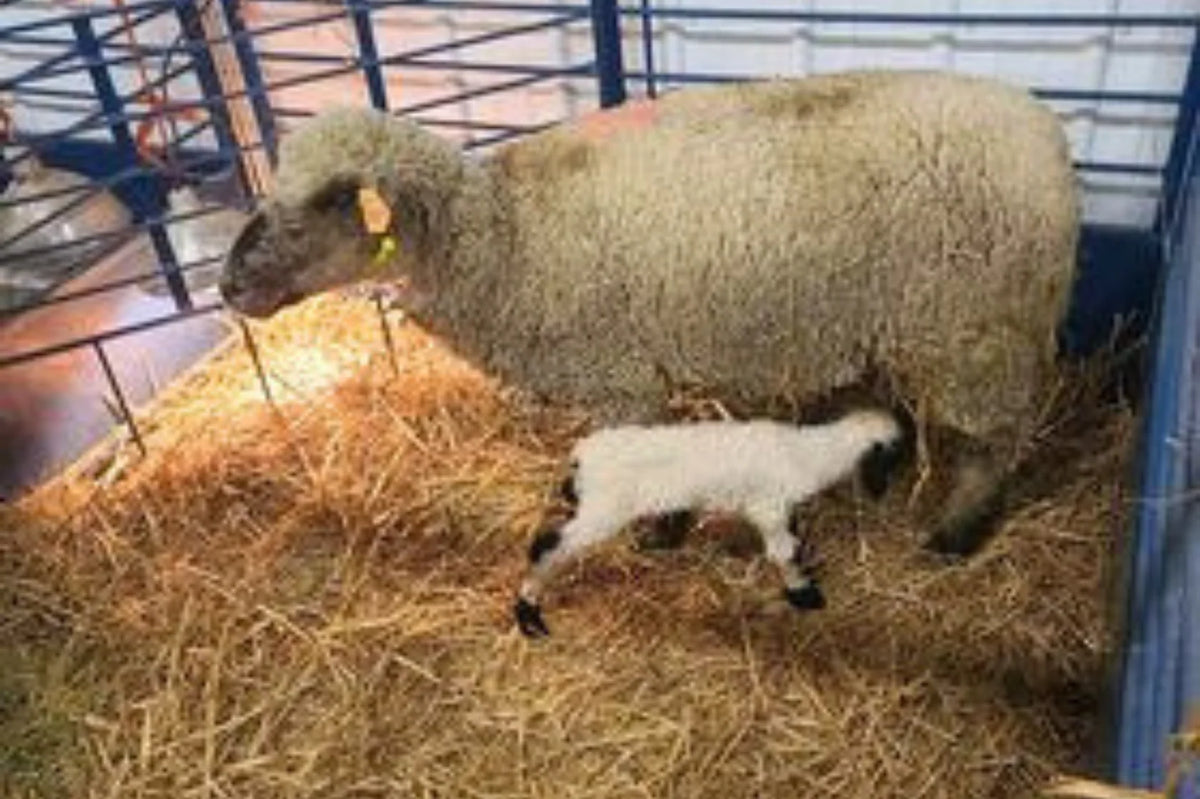 Sydell Safety Zone For Deluxe Lambing/Kidding Add-On Pens | #0653-5B | For Newborn Lamb & Kid Protection