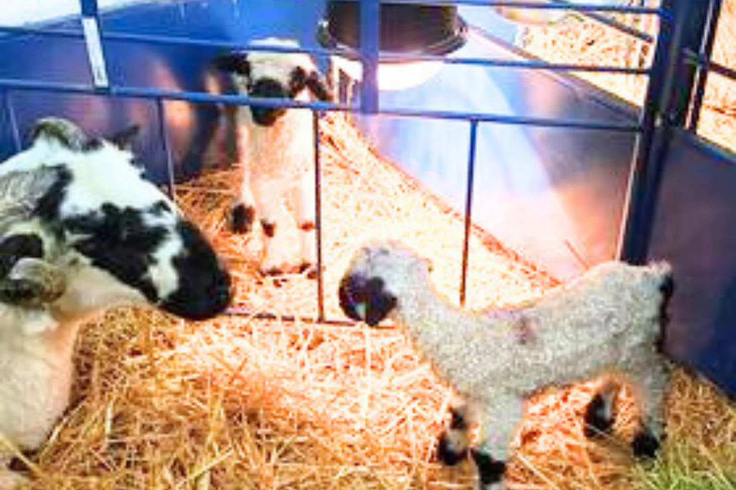 Sydell Safety Zone For Deluxe Lambing/Kidding Add-On Pens | #0653-5B | For Newborn Lamb & Kid Protection